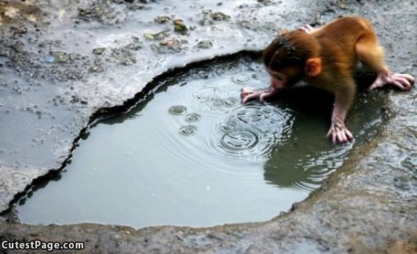 Playing In A Puddle