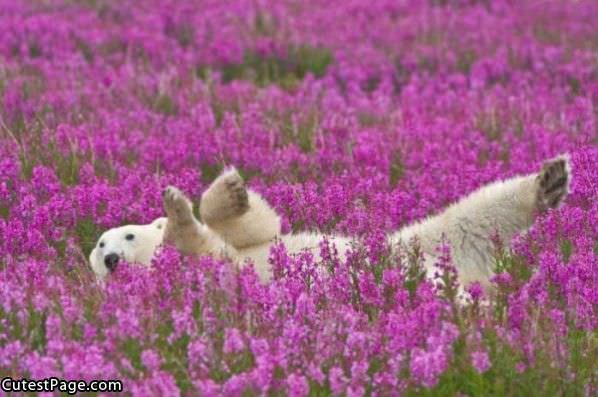 Playing In Flowers