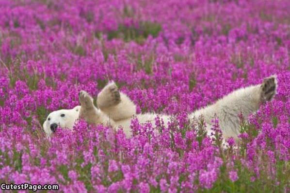 Playing In Flowers