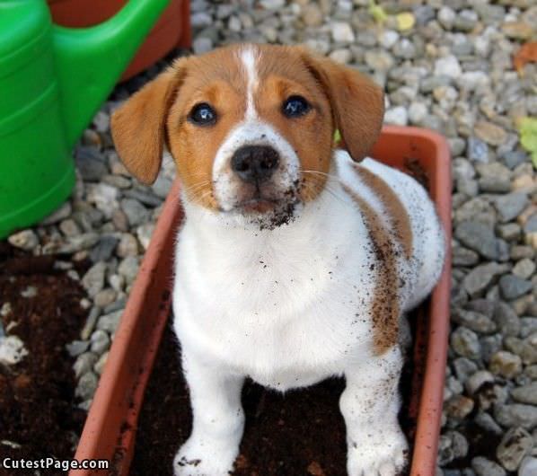 Playing In The Flowers