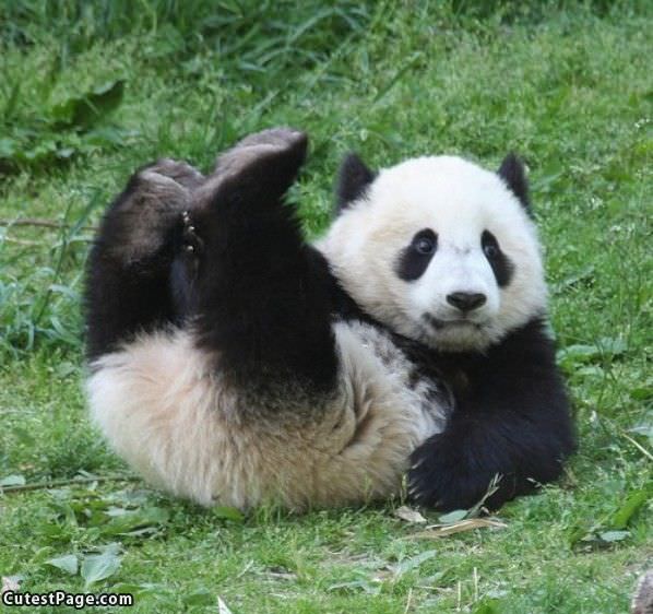 Playing In The Grass