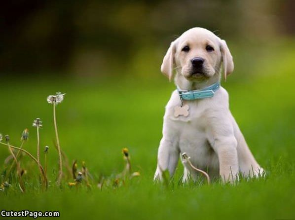 Playing With The Flowers