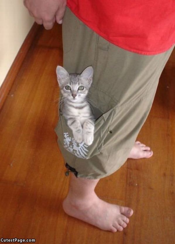 Pocket Of Cat