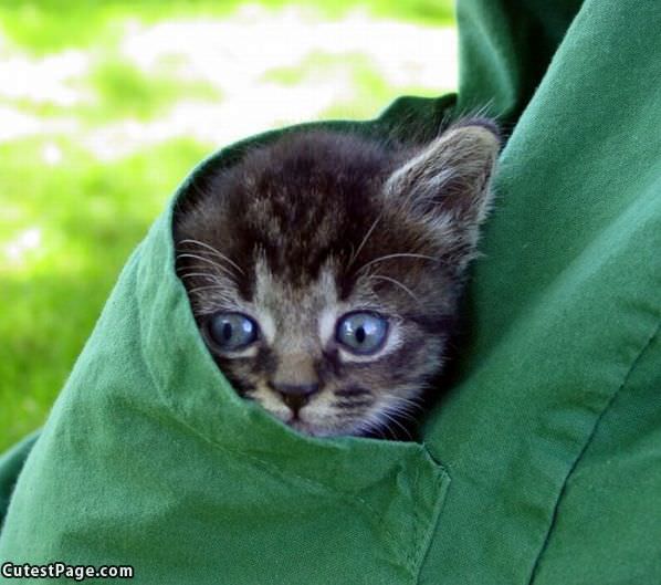 Pocket Of Kitten