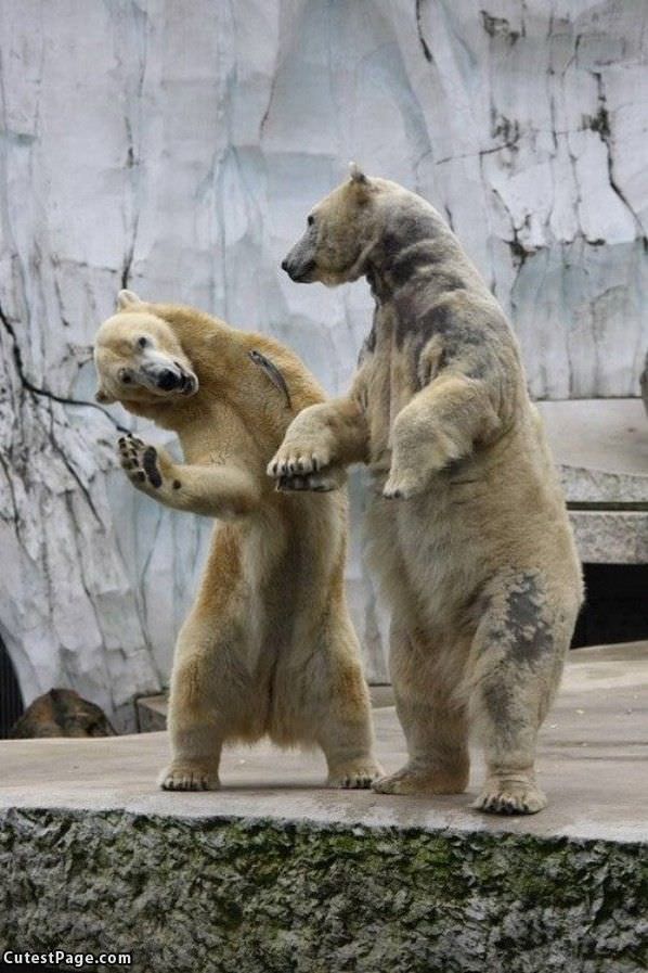 Polar Cute Bears Playing