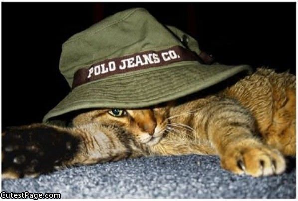 Polo Cat