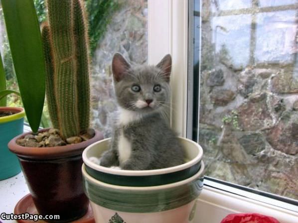 Pot Of Cat