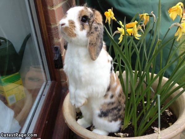 Potted Bunny