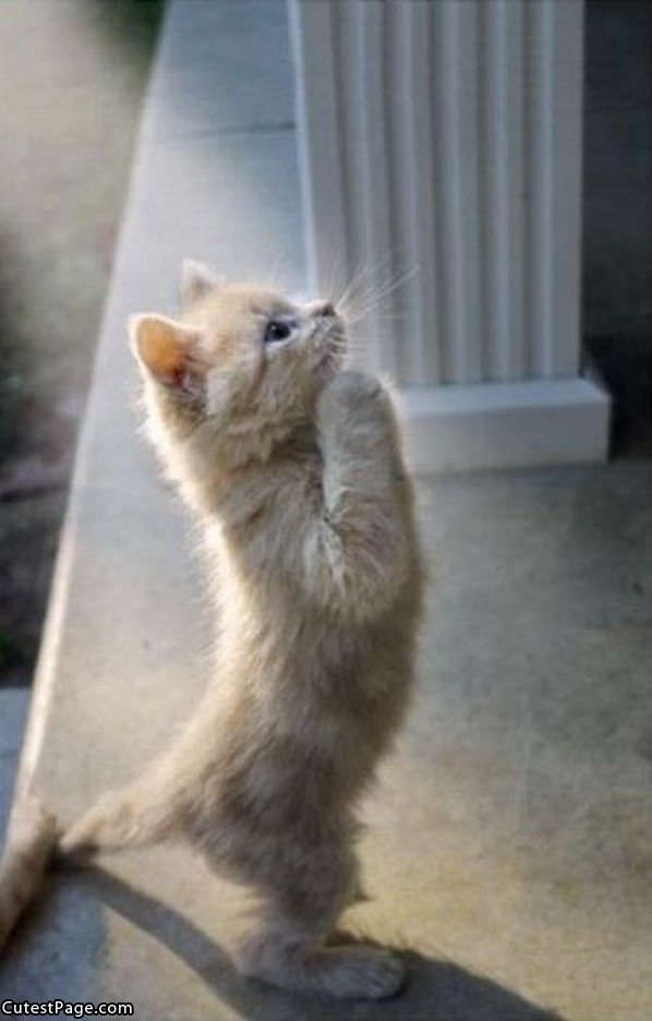 Praying Cat