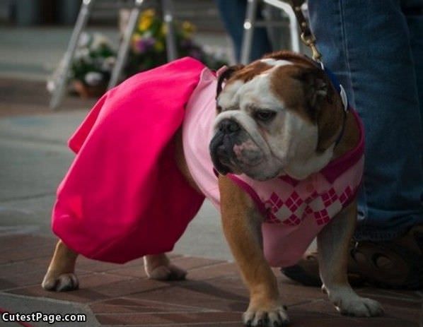 Pretty Bull Cute Dog