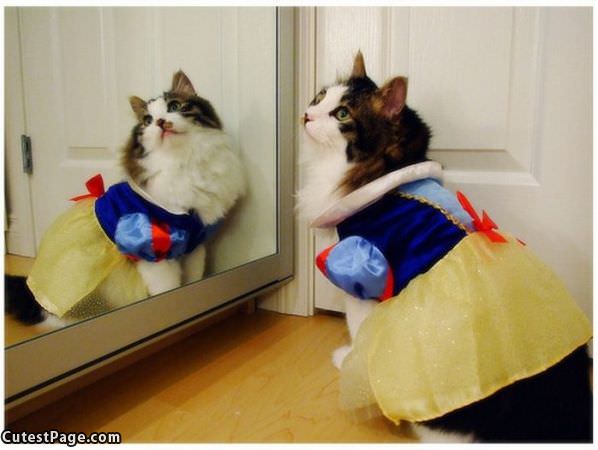 Princess Cute Cat