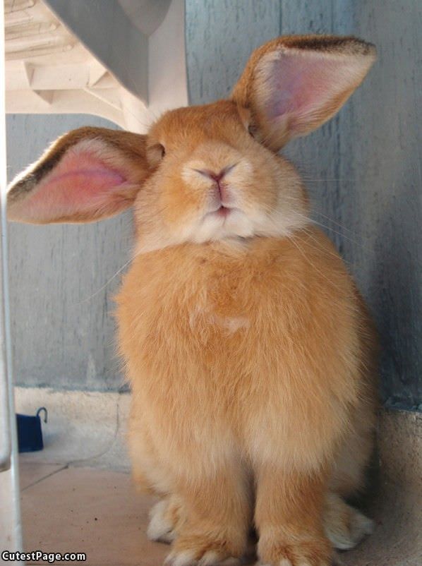 Puffy Ears