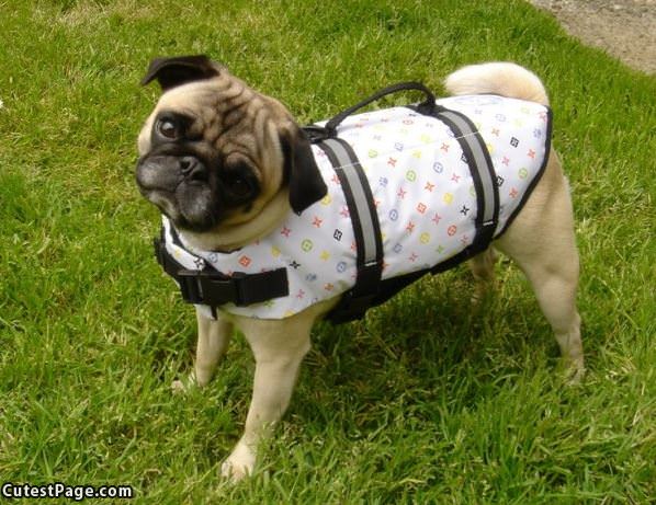 Pug Carry Kit