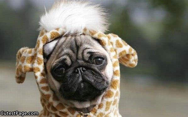 Pug Costume