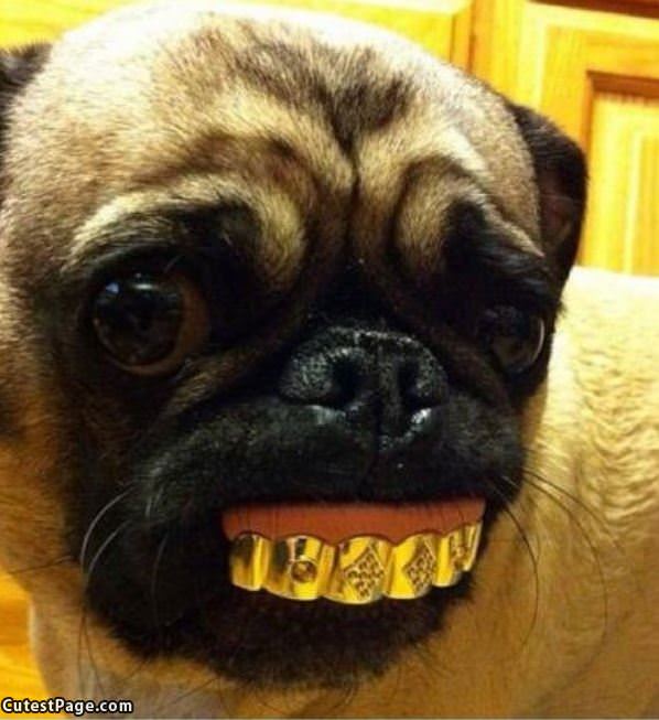 Pug Grill