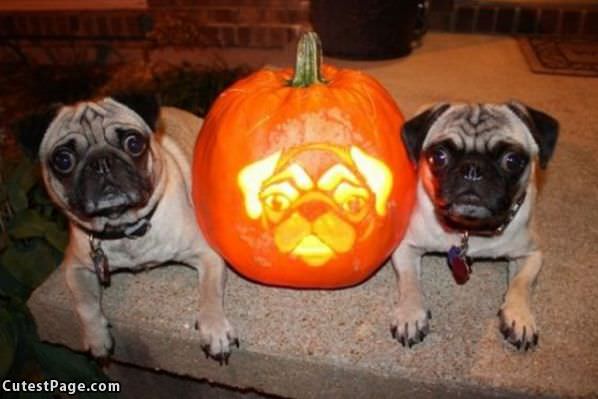 Pug Halloween