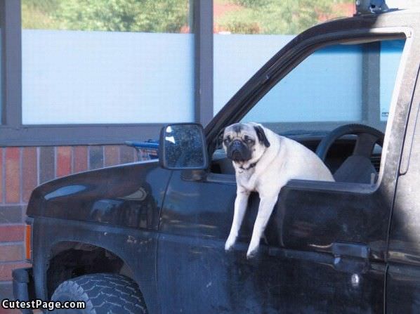 Pug Hanging Out