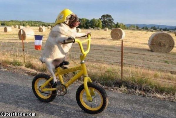 Pug Riding Dirty