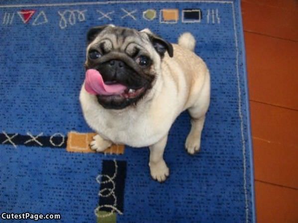 Pug Tongue