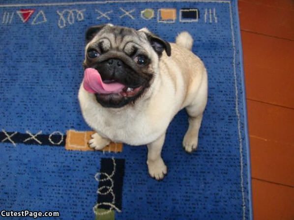 Pug Tongue