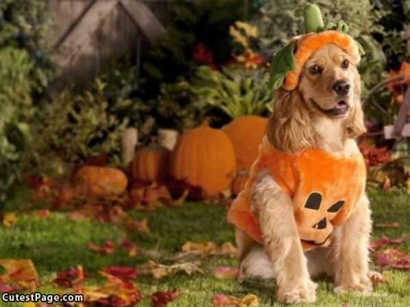 Pumpkin Cute Dog