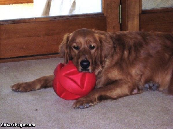 Pumpkin Wth Ball