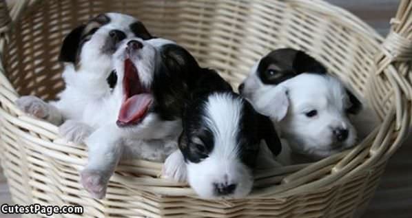 Pup Basket