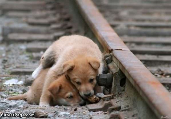 Puppies Playing