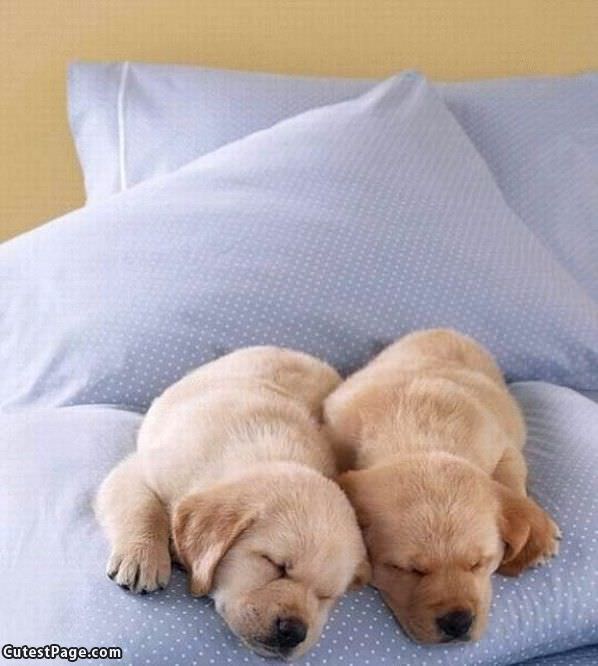 Puppies Sleeping