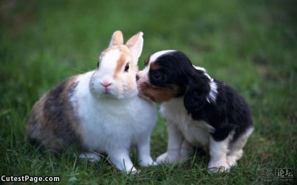 Puppy And Bunny