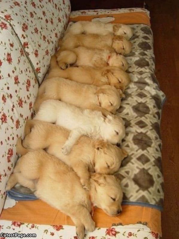 Puppy Couch