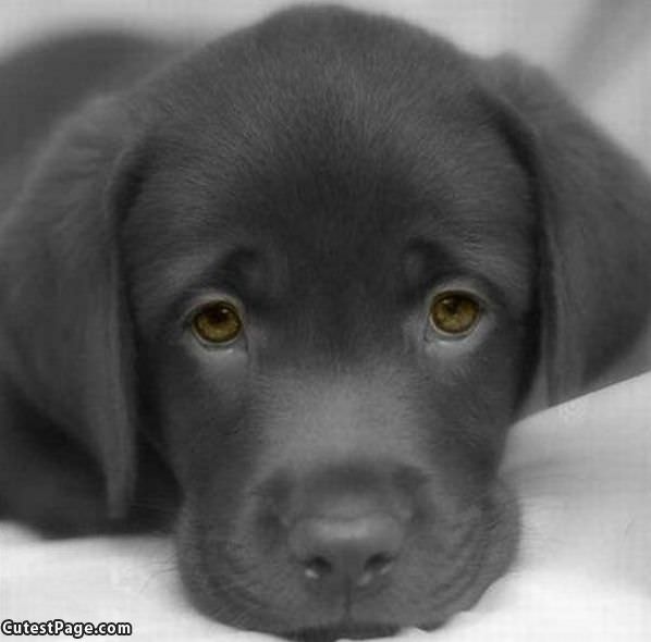 Puppy Eyes
