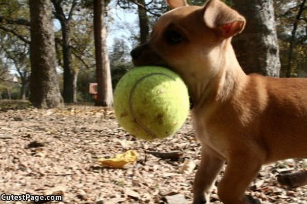 Puppy Fetch