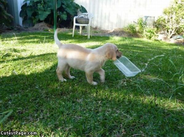 Puppy Fetching Some Water