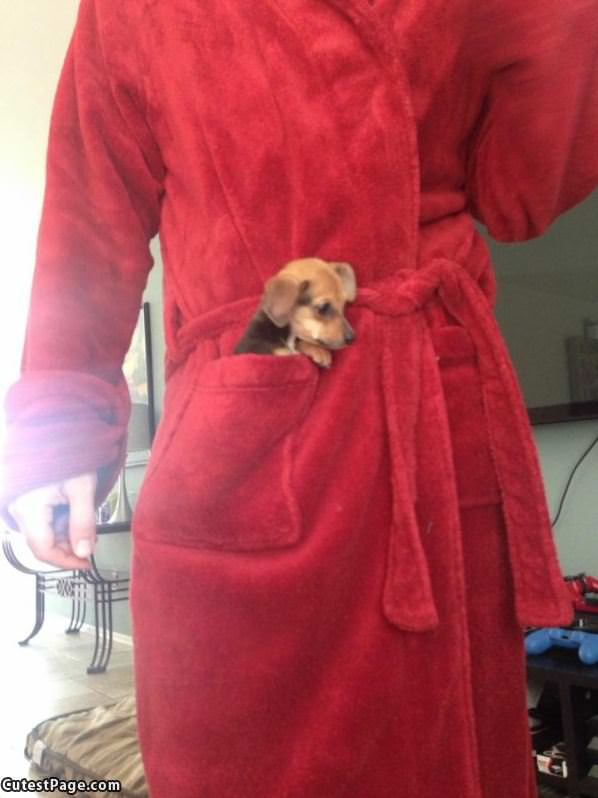 Puppy In My Pocket