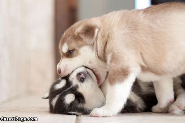 Puppy Kiss