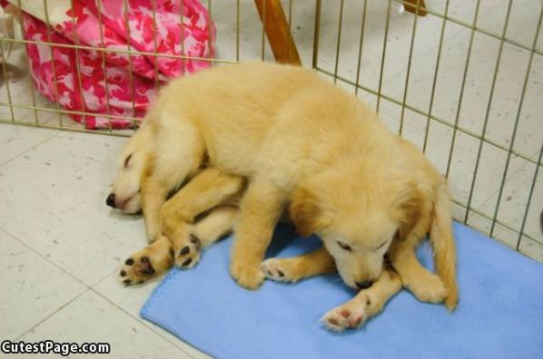 Puppy Pile