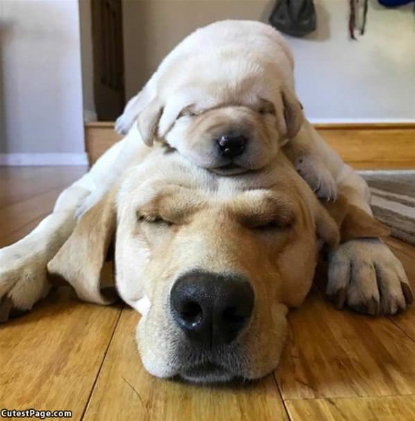 Puppy Stack