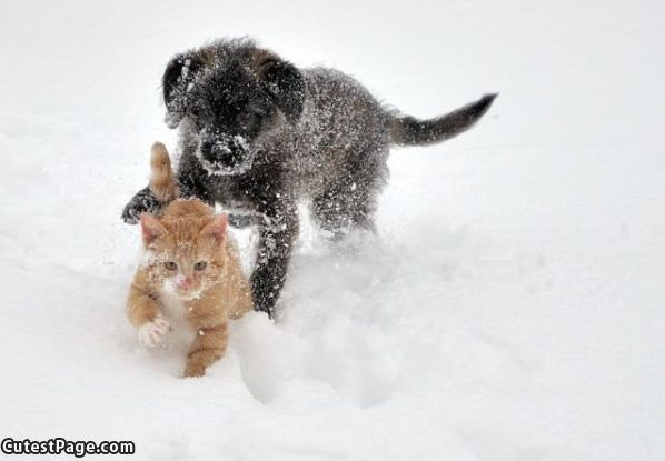 Puppy Vs Kitten