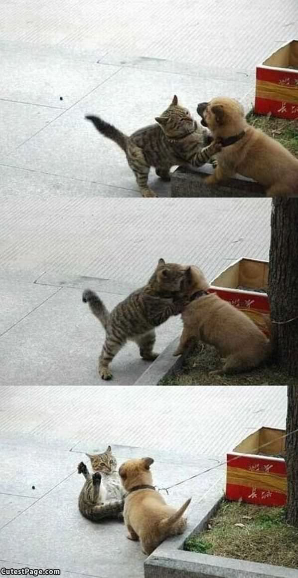 Puppy Vs Kitten War