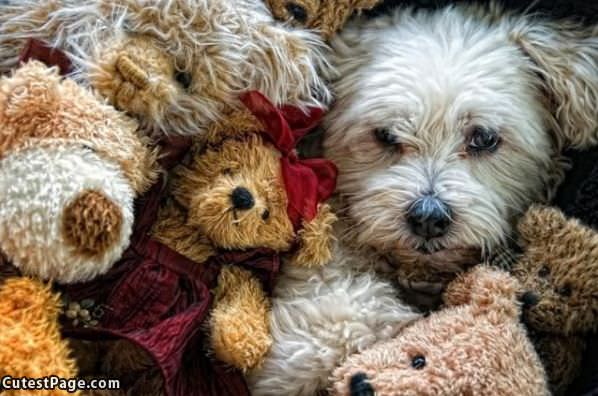 Puppy With Animals