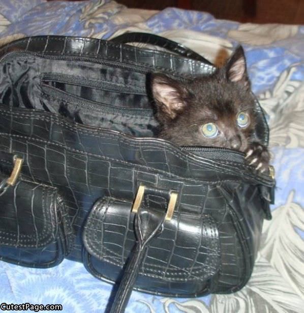 Purse Cat