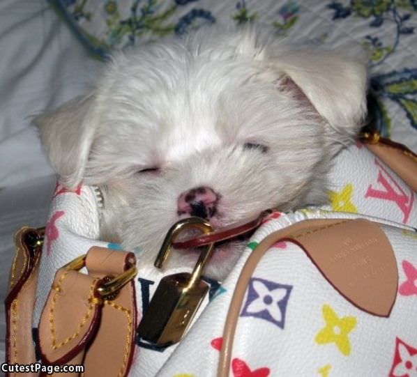 Purse Sleeper