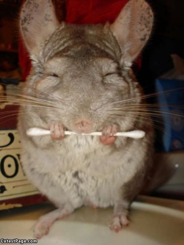 Qtip