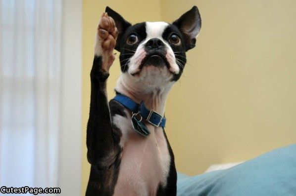 Question Over Here Cute Dog