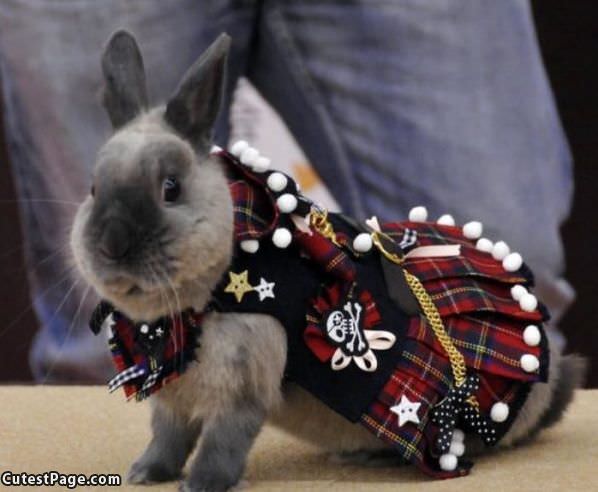 Rabbit Dress Up