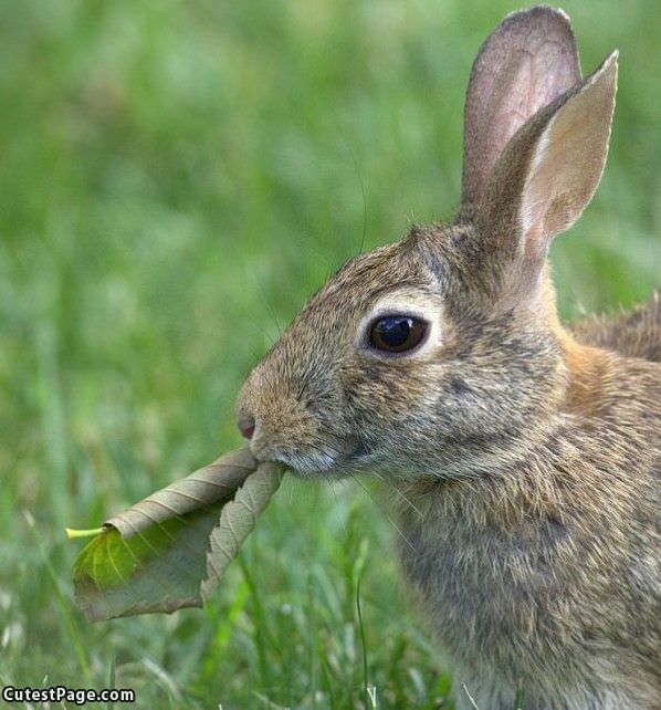 Rabbit Nomming
