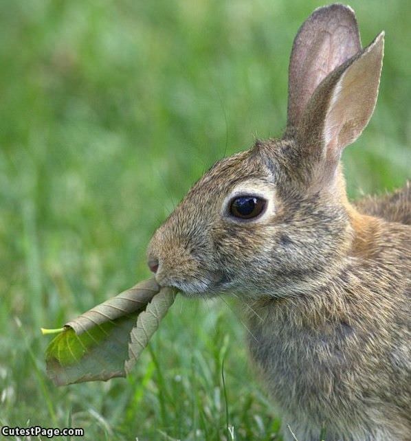 Rabbit Nomming