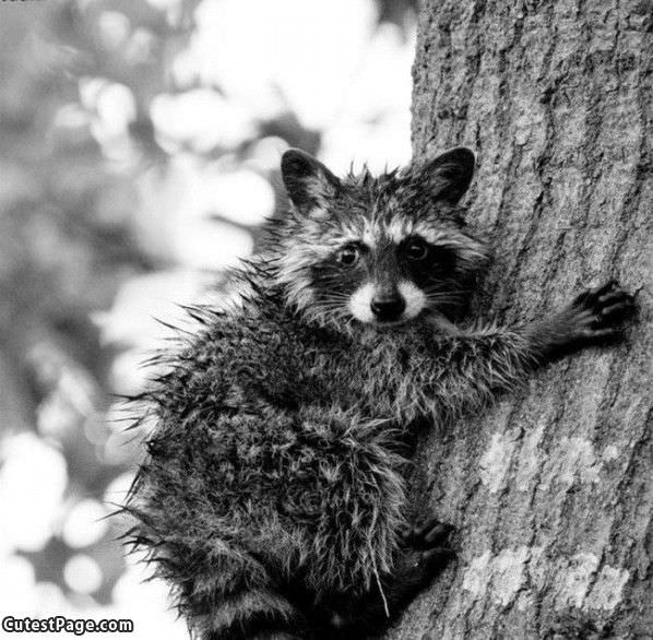 Racoon