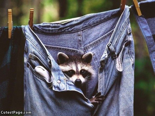 Racoon Jeans